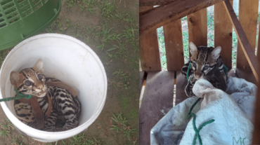 Nicaragua Depredadora Tigrillo capturado ilegalmente (1)(1)